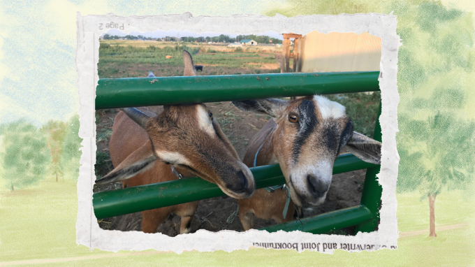 Latest Farm Journal: An Exciting Goat Edition