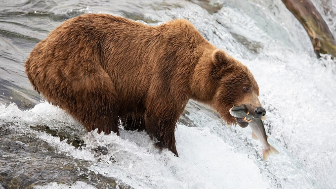 A Beary Exciting Week: Fat Bear Week!